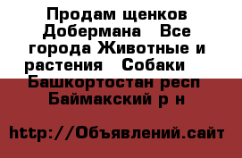 Продам щенков Добермана - Все города Животные и растения » Собаки   . Башкортостан респ.,Баймакский р-н